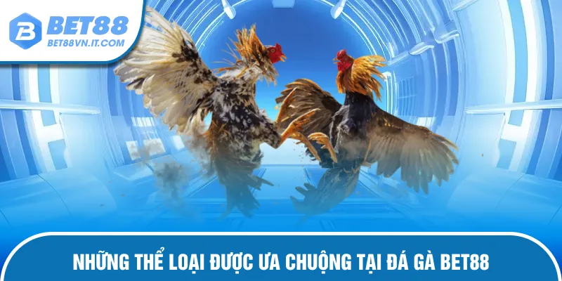Loại hình chiến kê hấp dẫn được ưa chuộng